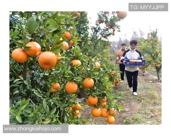 果园采摘乐趣：亲近大自然，享受丰收季节的甜美体验